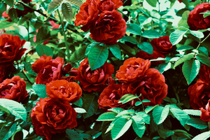 Recherche de Fuite D'eau L'Haÿ-les-Roses